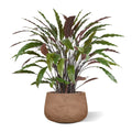 Calathea kunstplant 85cm - groen/rood