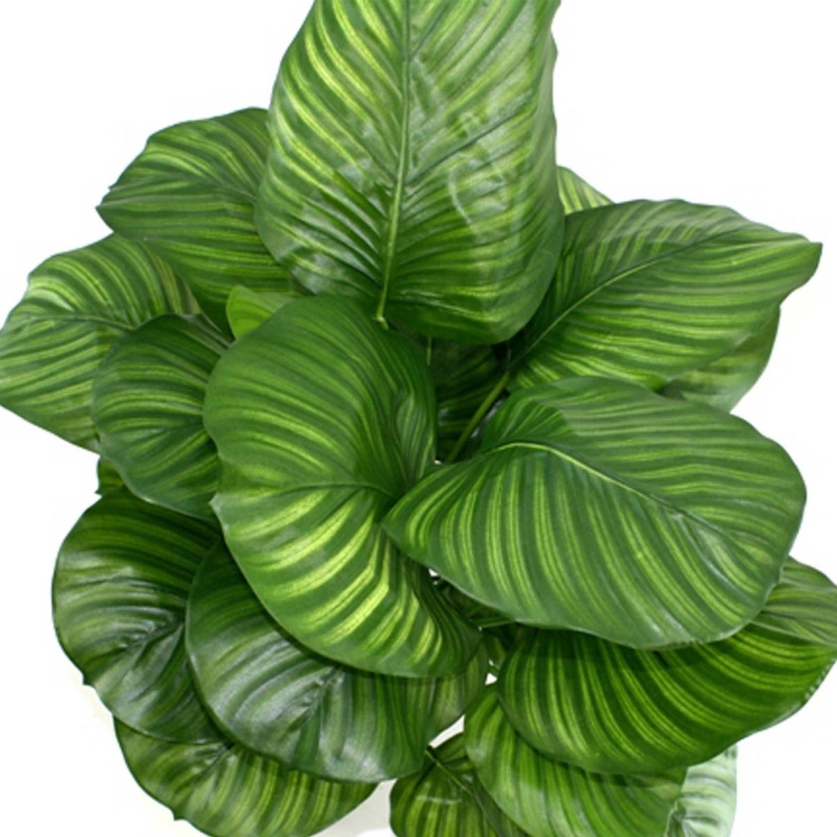 Calathea Fasciata kunstplant 80cm