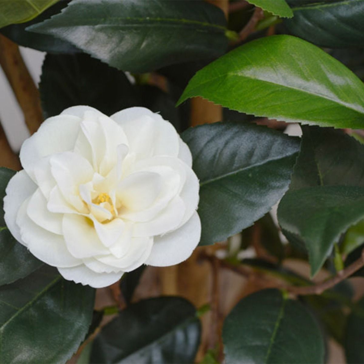 Camelia Japonica deluxe kunstplant 100cm - Creme / Roze