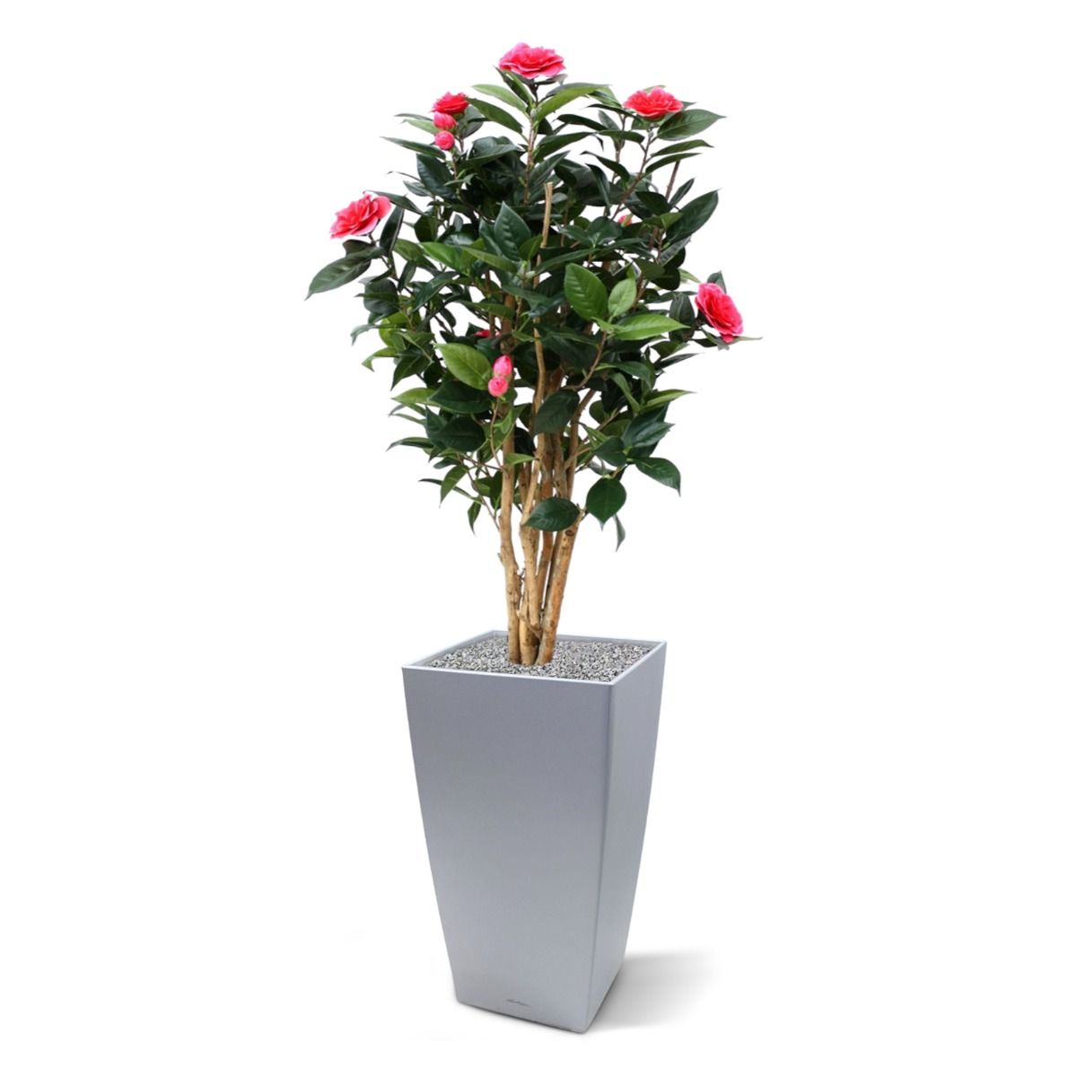 Camelia Japonica deluxe kunstplant 100cm - Creme / Roze
