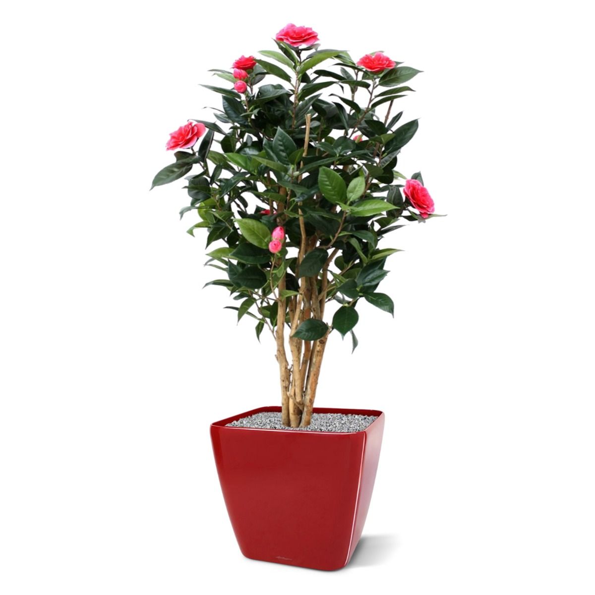 Camelia Japonica deluxe kunstplant 100cm - Creme / Roze