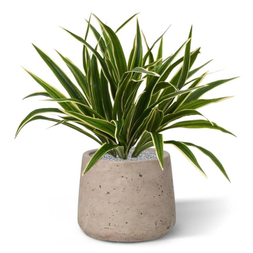 Chlorophytum S kunstplant 30cm in 10cm pot