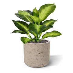 Dieffenbachia Kunstplant 25cm