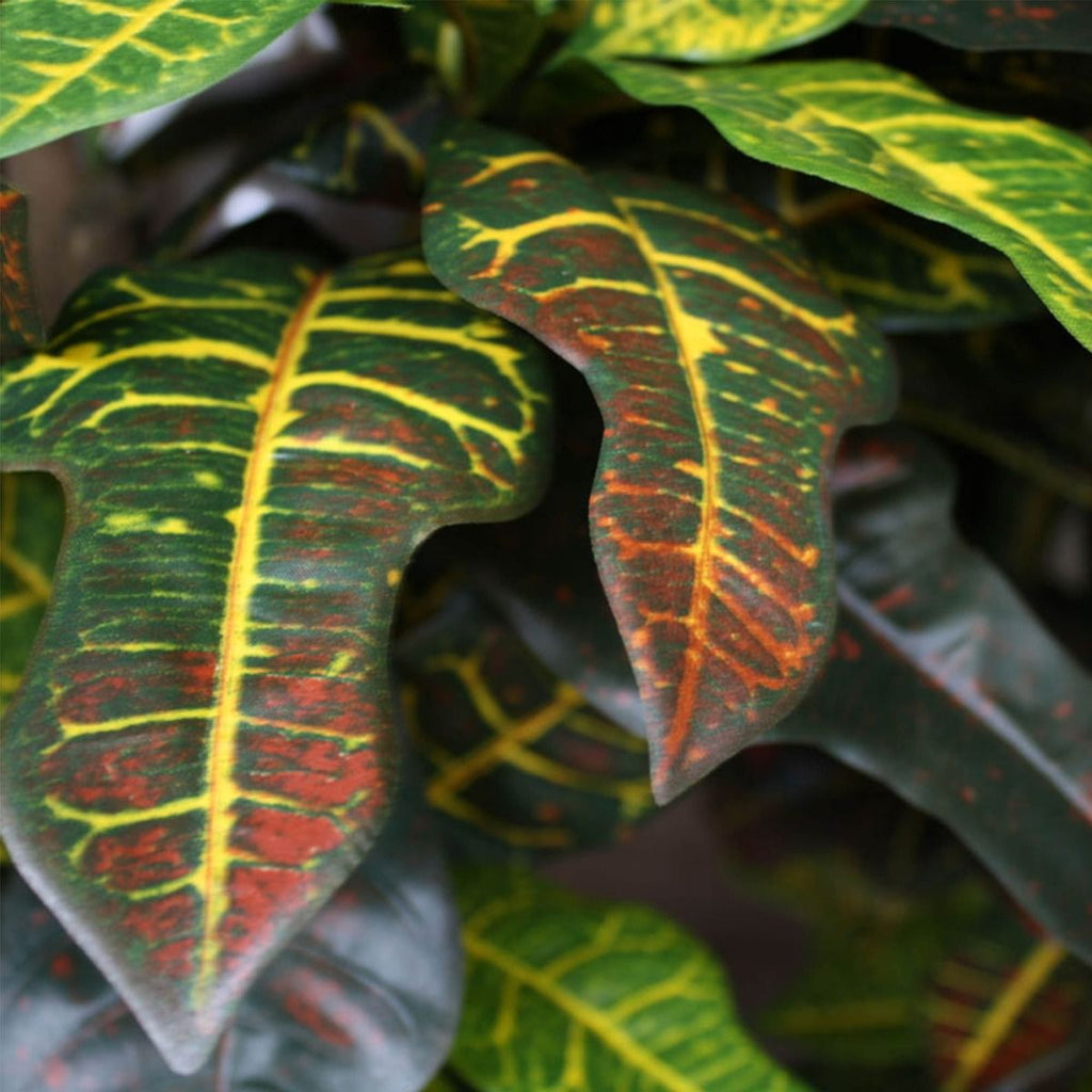 Croton deluxe XL kunstplant 90cm