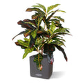 Croton Window kunstplant 50cm