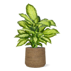 Dieffenbachia Kunstplant 55cm