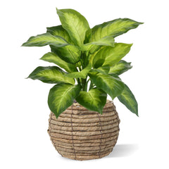 Dieffenbachia Kunstplant 33cm