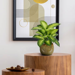 Dieffenbachia Kunstplant 33cm