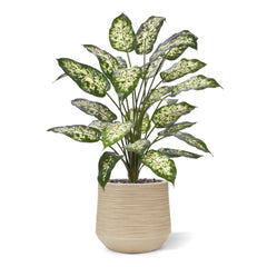 Dieffenbachia Kunstplant 75cm Deluxe