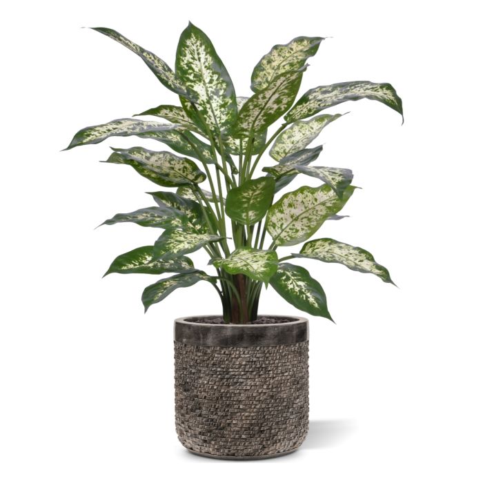 Dieffenbachia Kunstplant Deluxe 60cm in pot