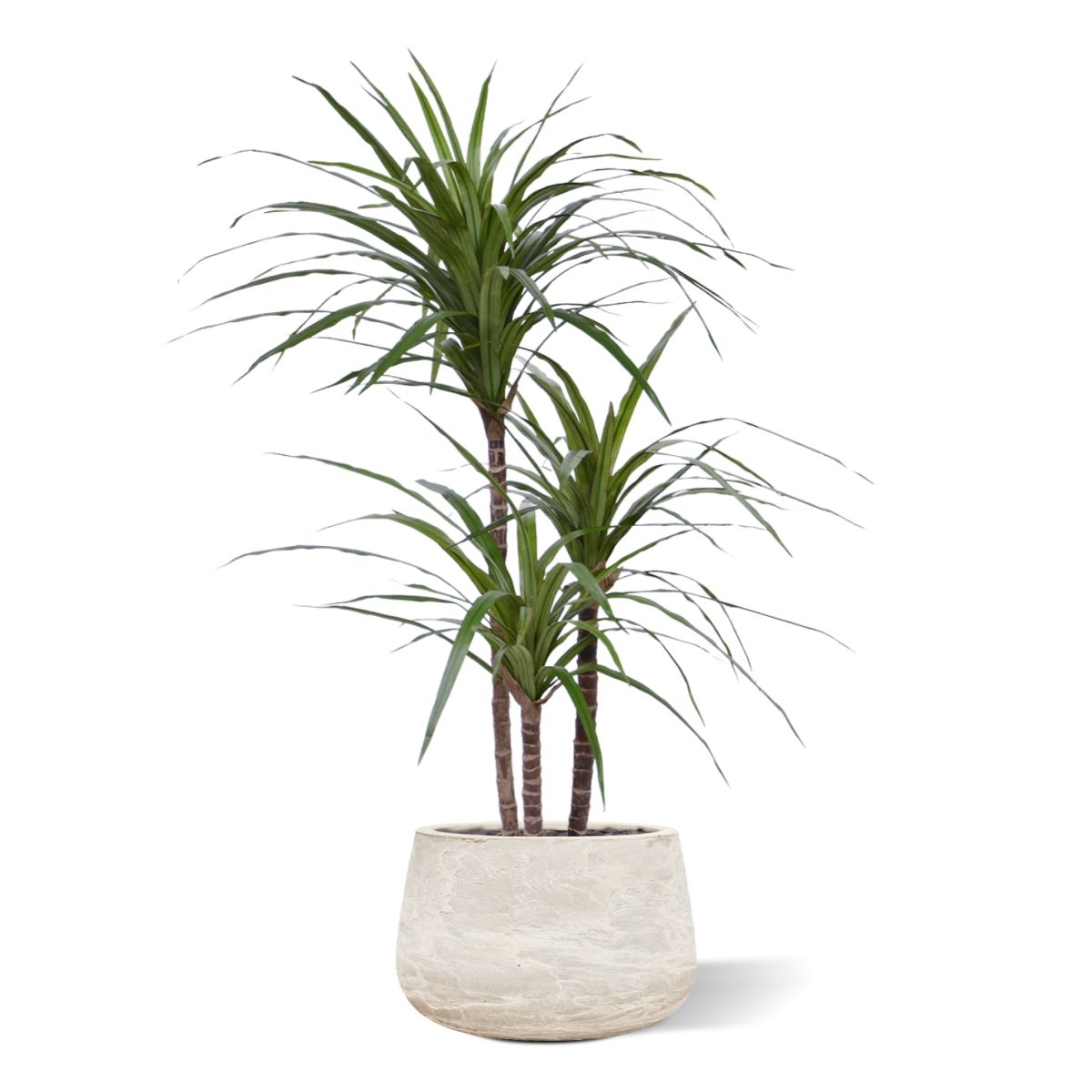 Draceana Marginata Deluxe kunstplant 100cm