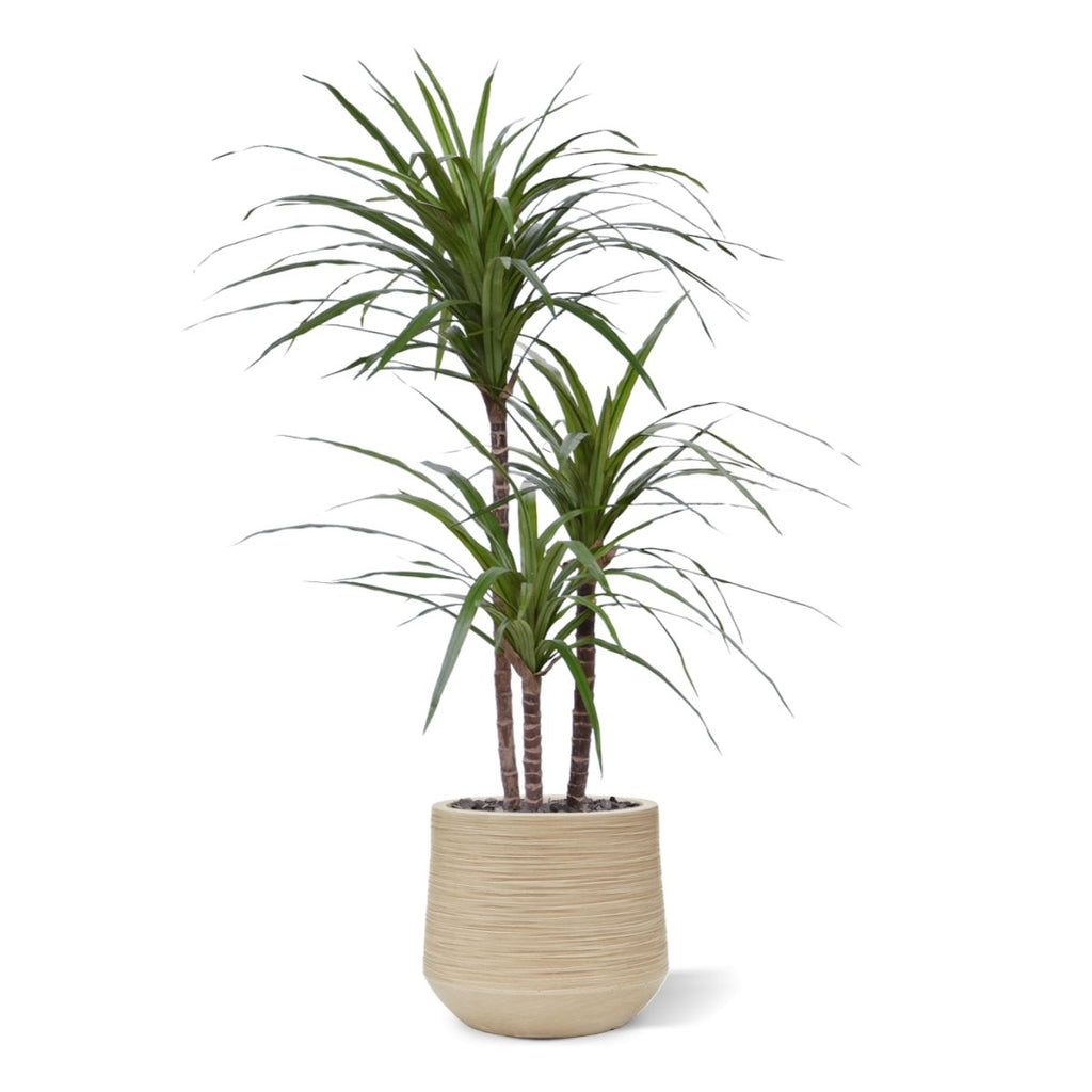 Draceana Marginata Deluxe kunstplant 100cm