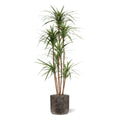 Draceana Marginata Kunstplant Deluxe 160cm