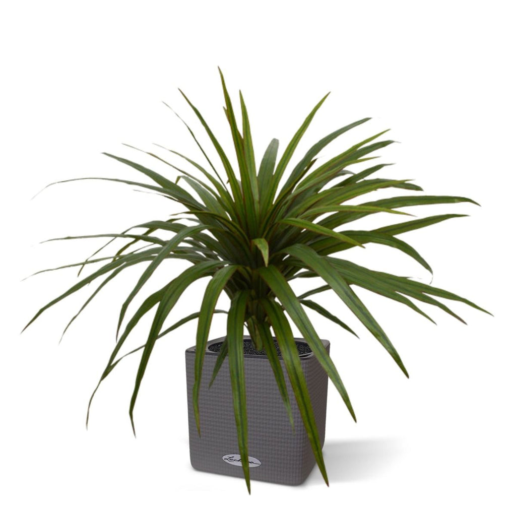 Draceana Marginata kunstplant 50cm