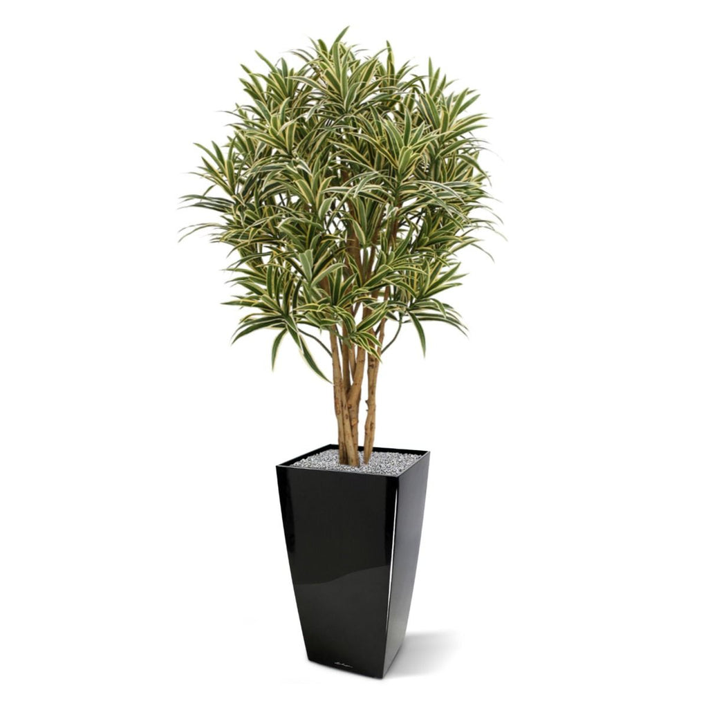 Draceana Reflexa kunstplant 100cm