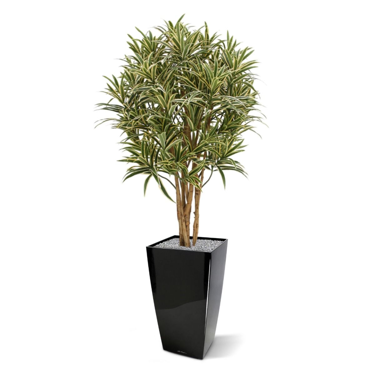 Draceana Reflexa kunstplant 100cm