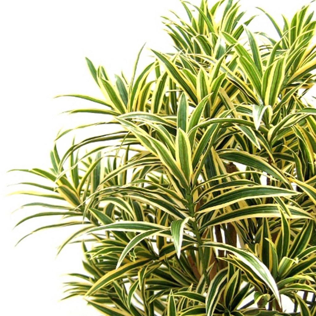 Draceana Reflexa kunstplant 100cm