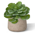 Echeveria kunst vetplant 16cm