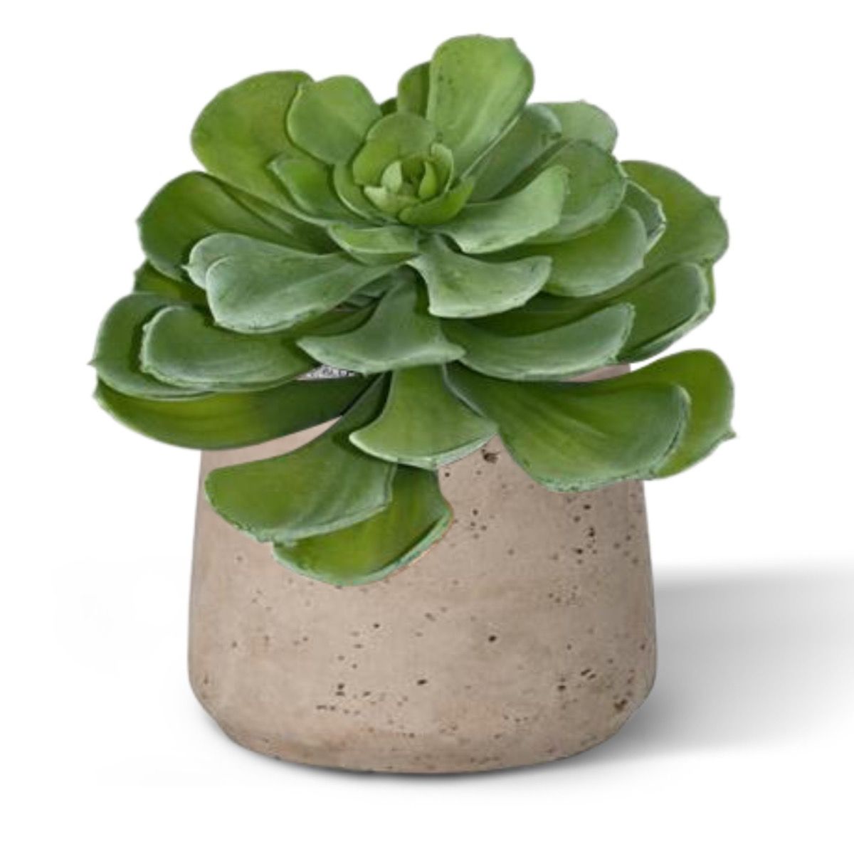 Echeveria kunst vetplant 16cm
