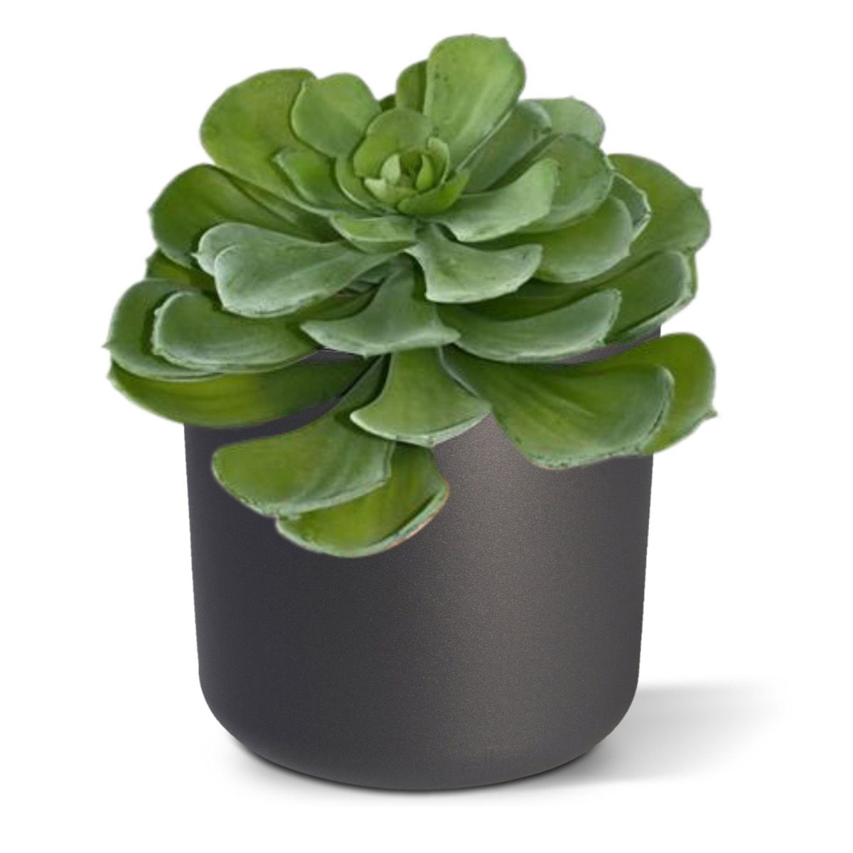 Echeveria kunst vetplant 16cm