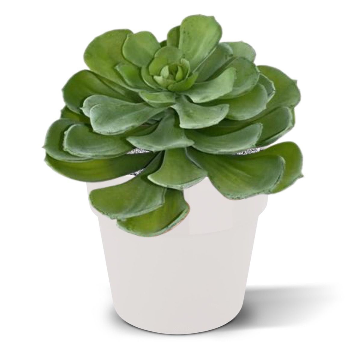 Echeveria kunst vetplant 16cm