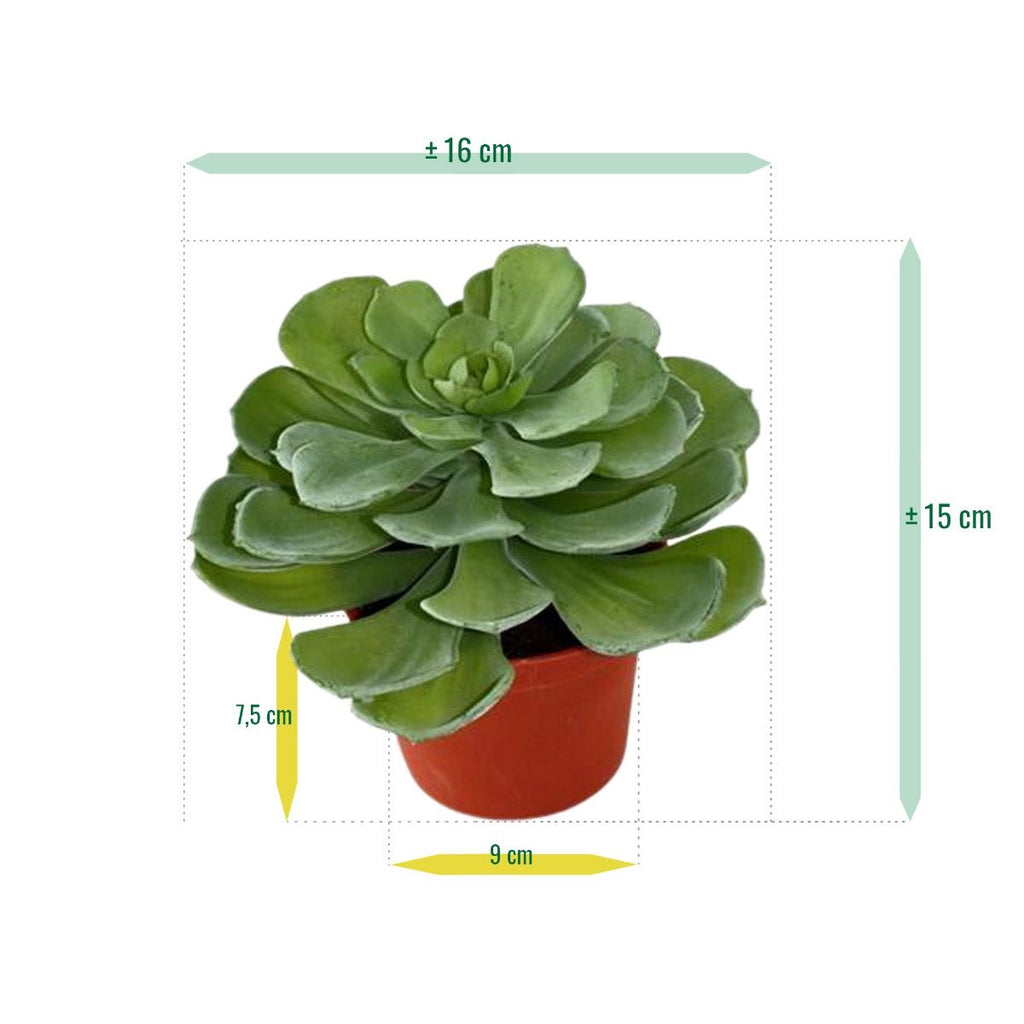 Echeveria kunst vetplant 16cm