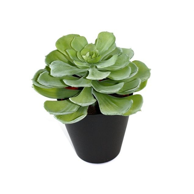 Echeveria kunst vetplant 16cm