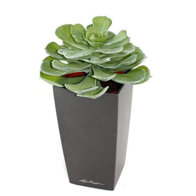 Echeveria kunst vetplant 16cm