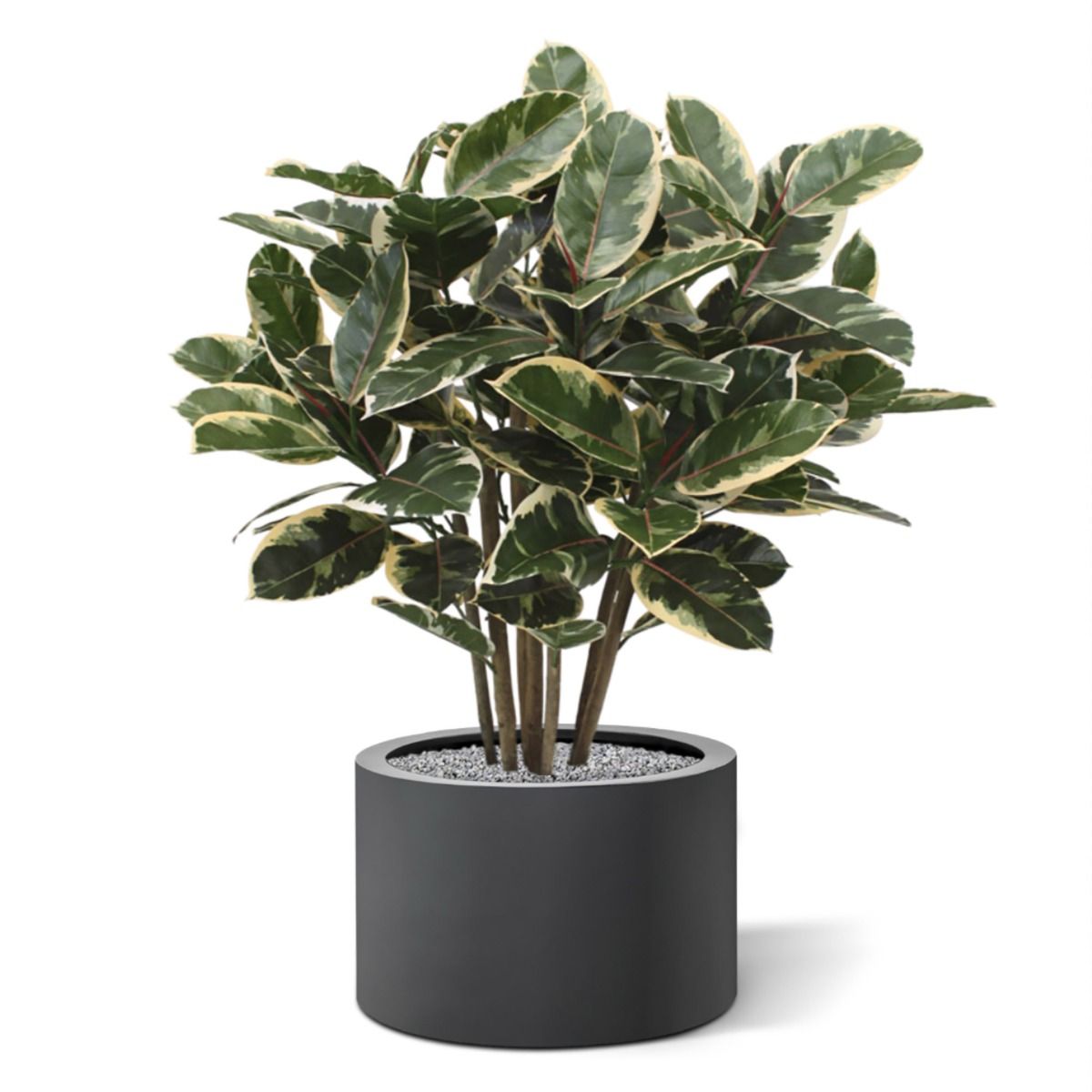 Elastica Robusta kunstplant 100cm