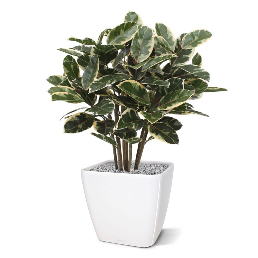 Elastica Robusta kunstplant 100cm