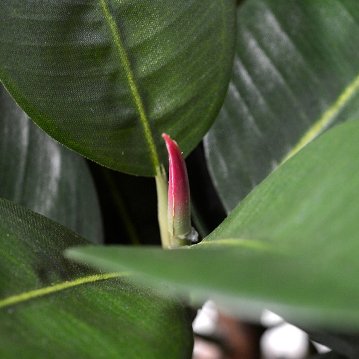 Elastica Robusta kunstplant 90cm - FR - brandvertragend
