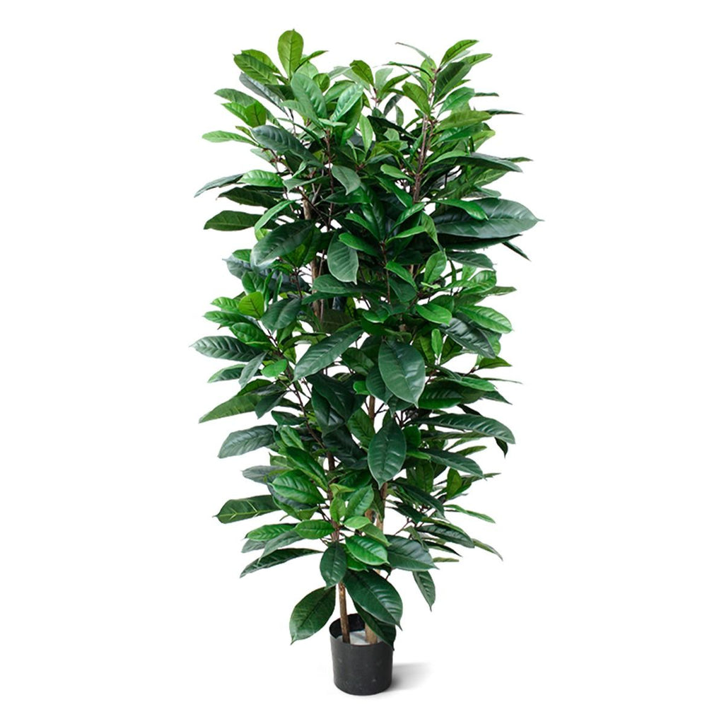 Ficus Cyathistipula deluxe kunstplant 120cm