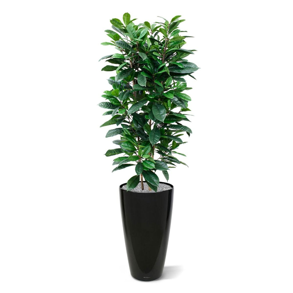 Ficus Cyathistipula deluxe kunstplant 120cm