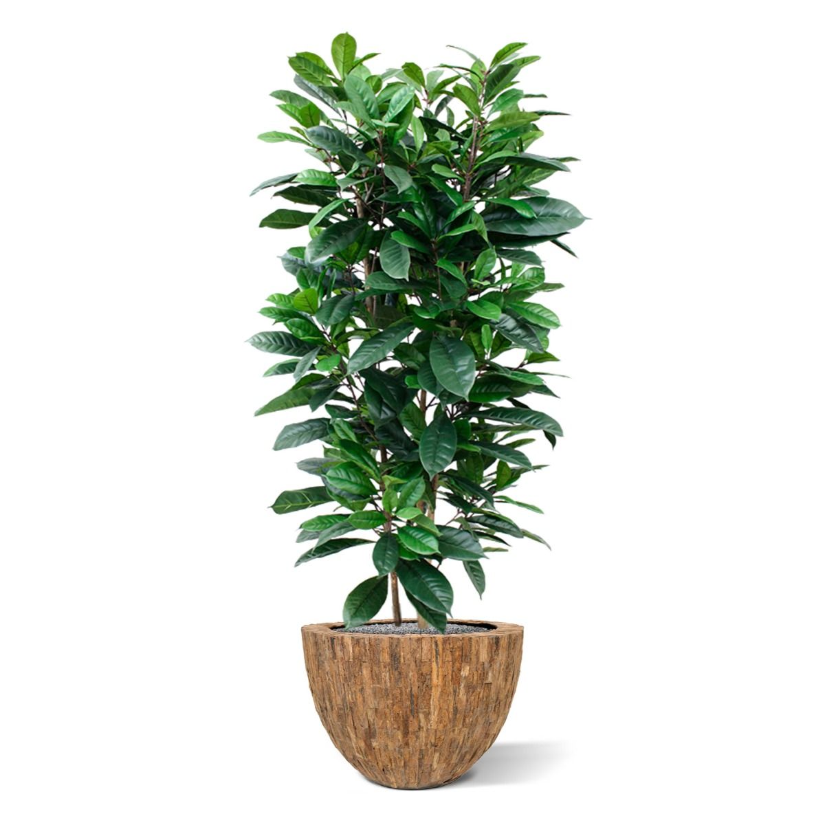 Ficus Cyathistipula deluxe kunstplant 120cm