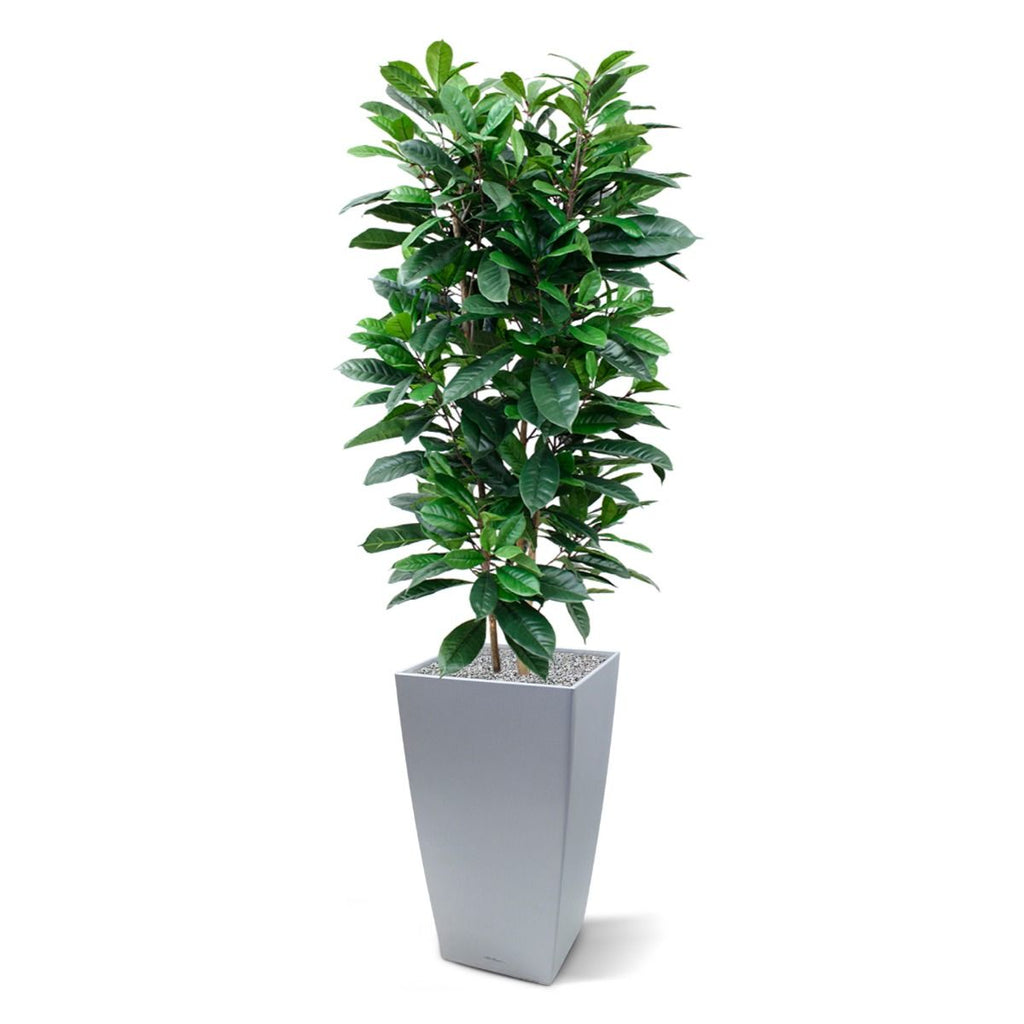 Ficus Cyathistipula deluxe kunstplant 120cm