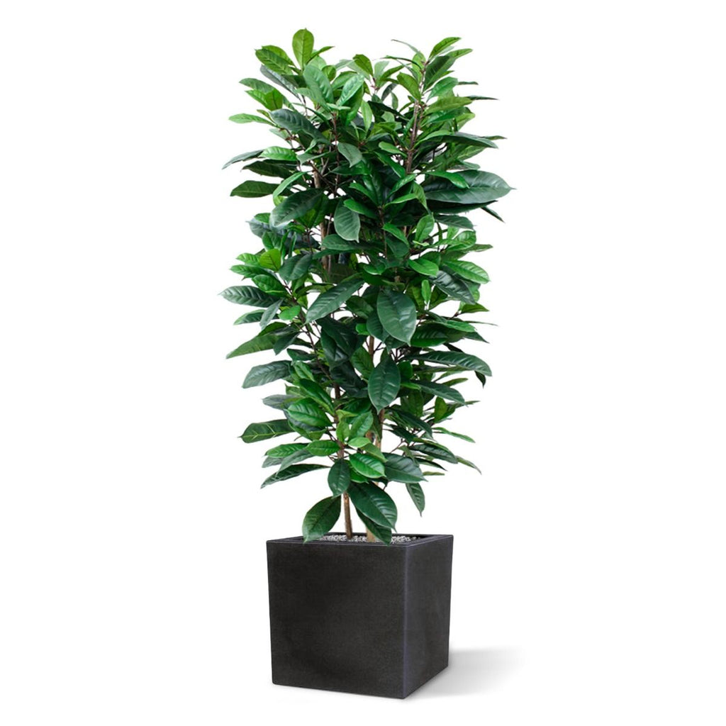 Ficus Cyathistipula deluxe kunstplant 120cm