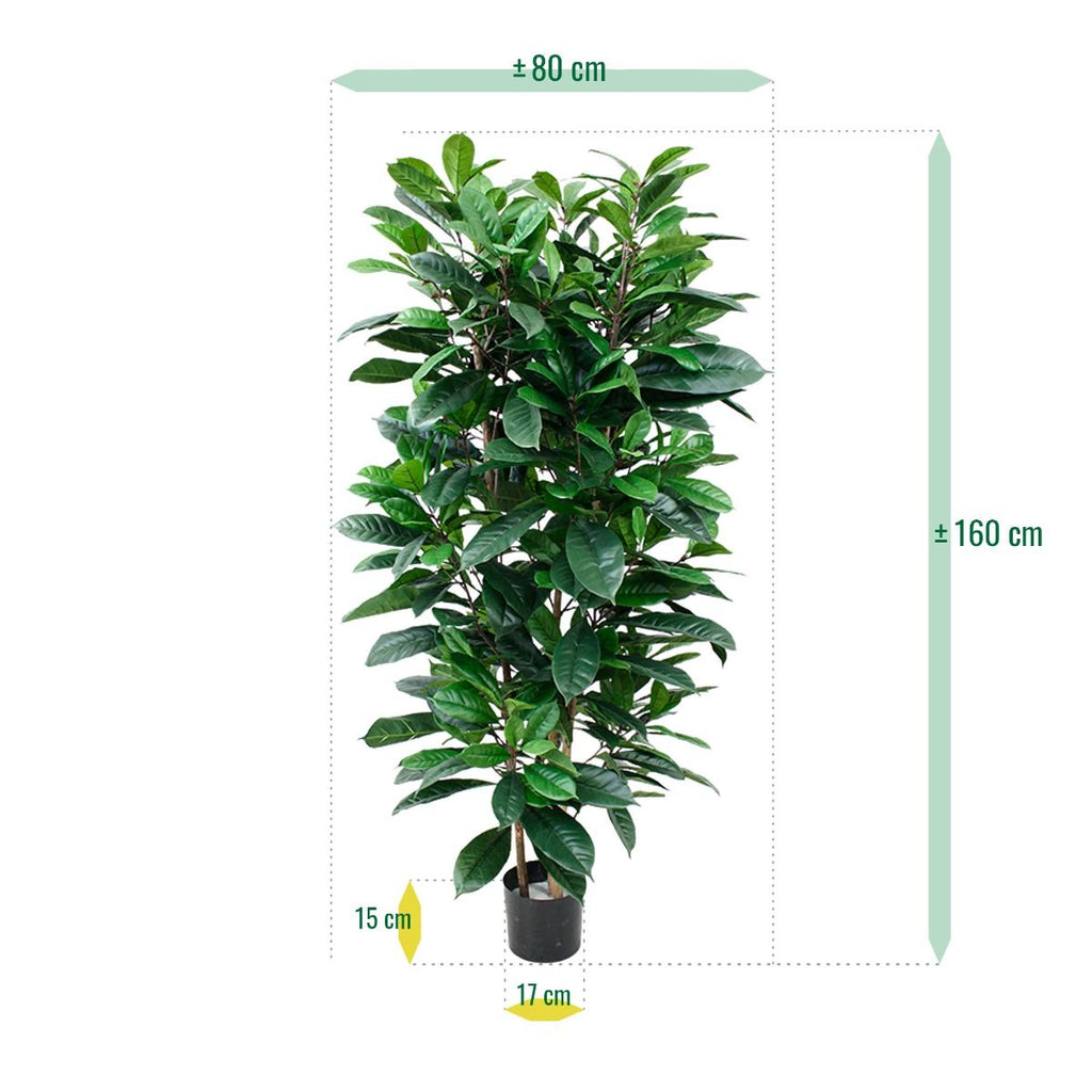 Ficus Cyathistipula deluxe kunstplant 120cm