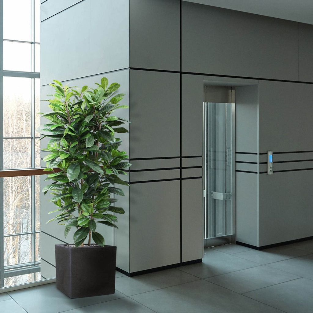 Ficus Cyathistipula deluxe kunstplant 120cm