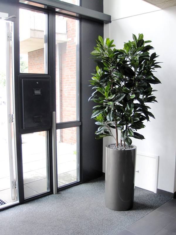 Ficus Cyathistipula deluxe kunstplant 120cm