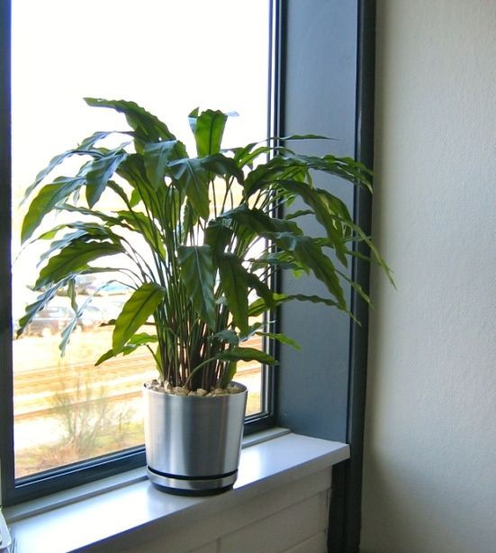 Calathea kunstplant 85cm - groen