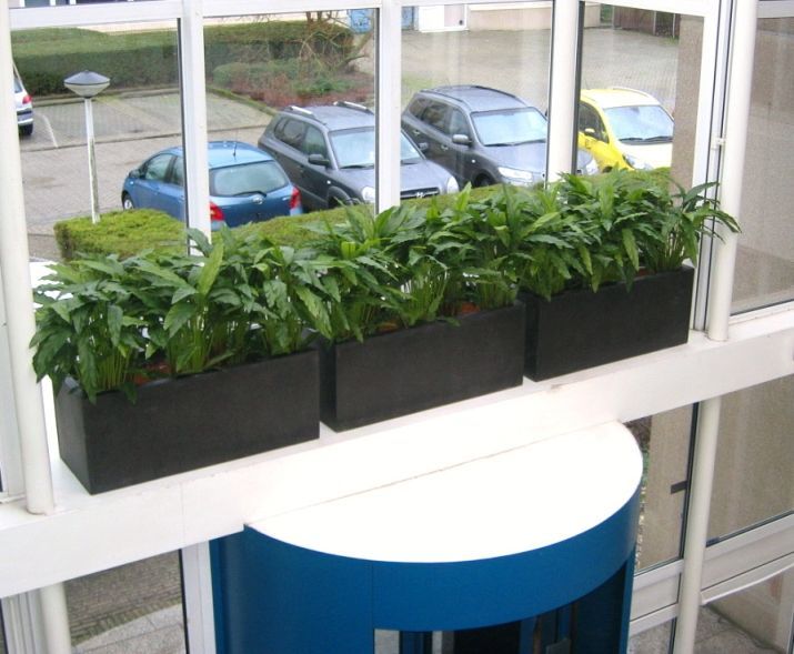 Calathea kunstplant 85cm - groen