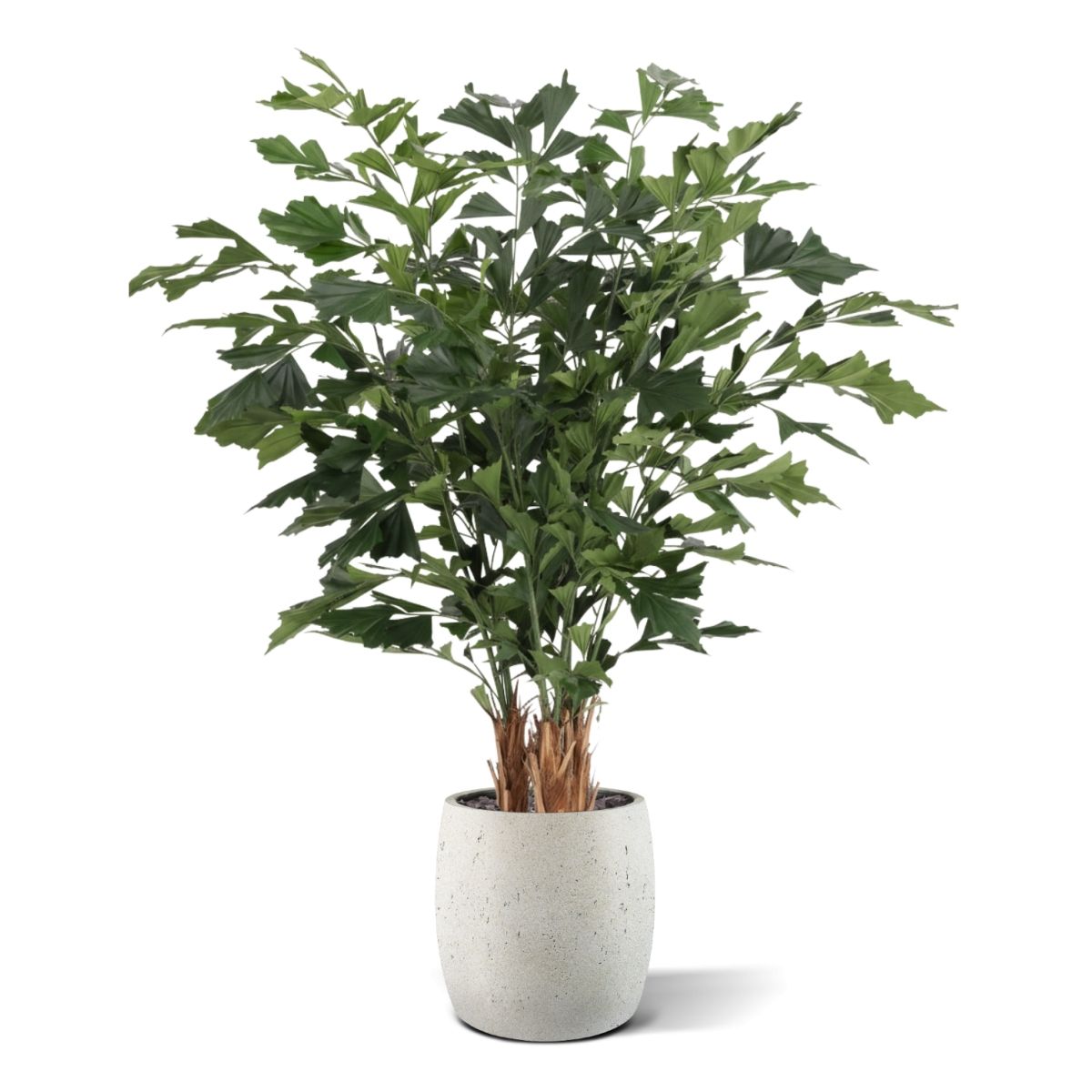 Fishtail Kunstpalm Deluxe 160cm