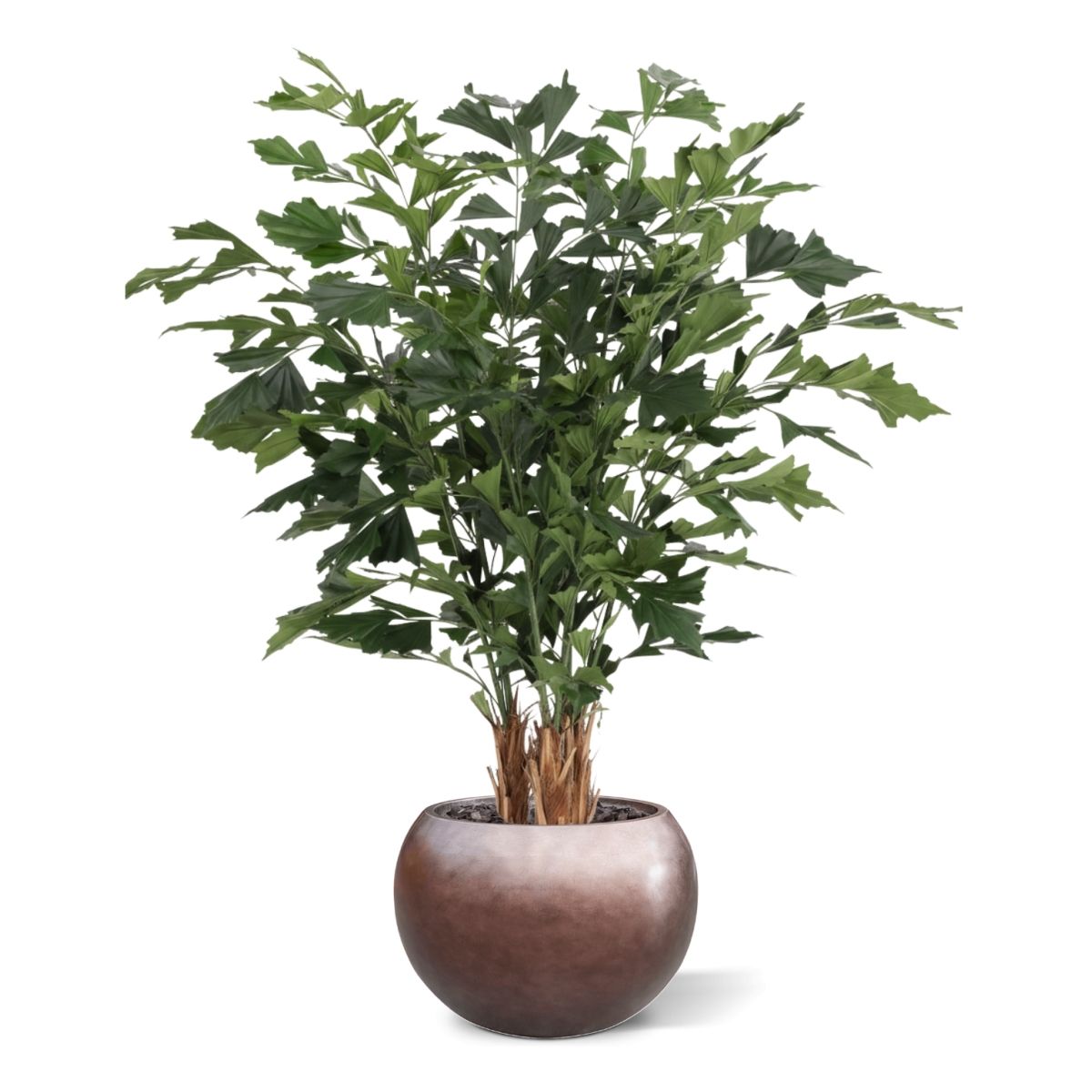 Fishtail Kunstpalm Deluxe 160cm