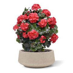 Geraniumbol kunstplant 70cm UV rood 