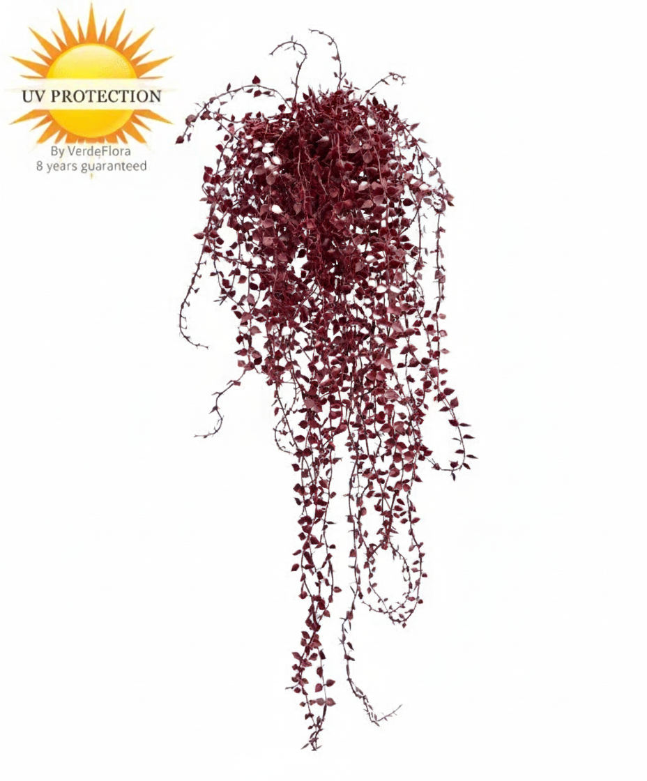 Buitenhangplant Callisia burgundy UV-bestendig 