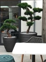 Kunst Bonsai