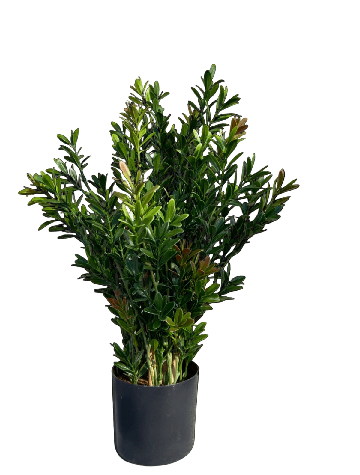 Kunst Buxusstruik voor buiten 50cm UV 