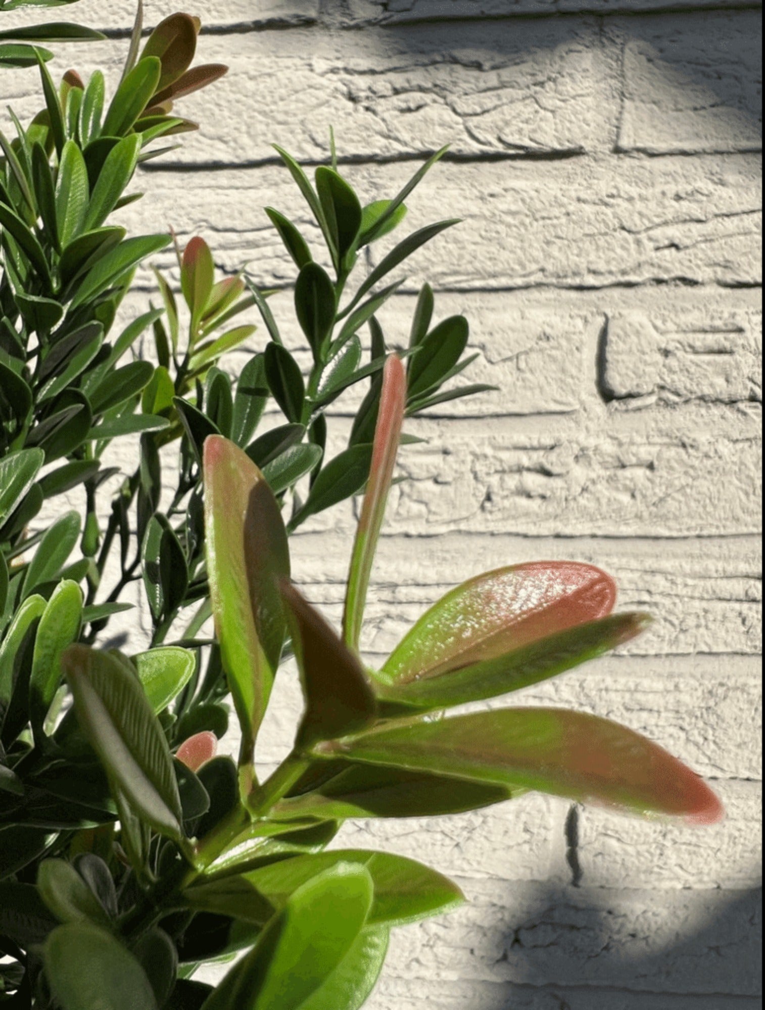 Kunst Buxusstruik voor buiten 50cm UV 