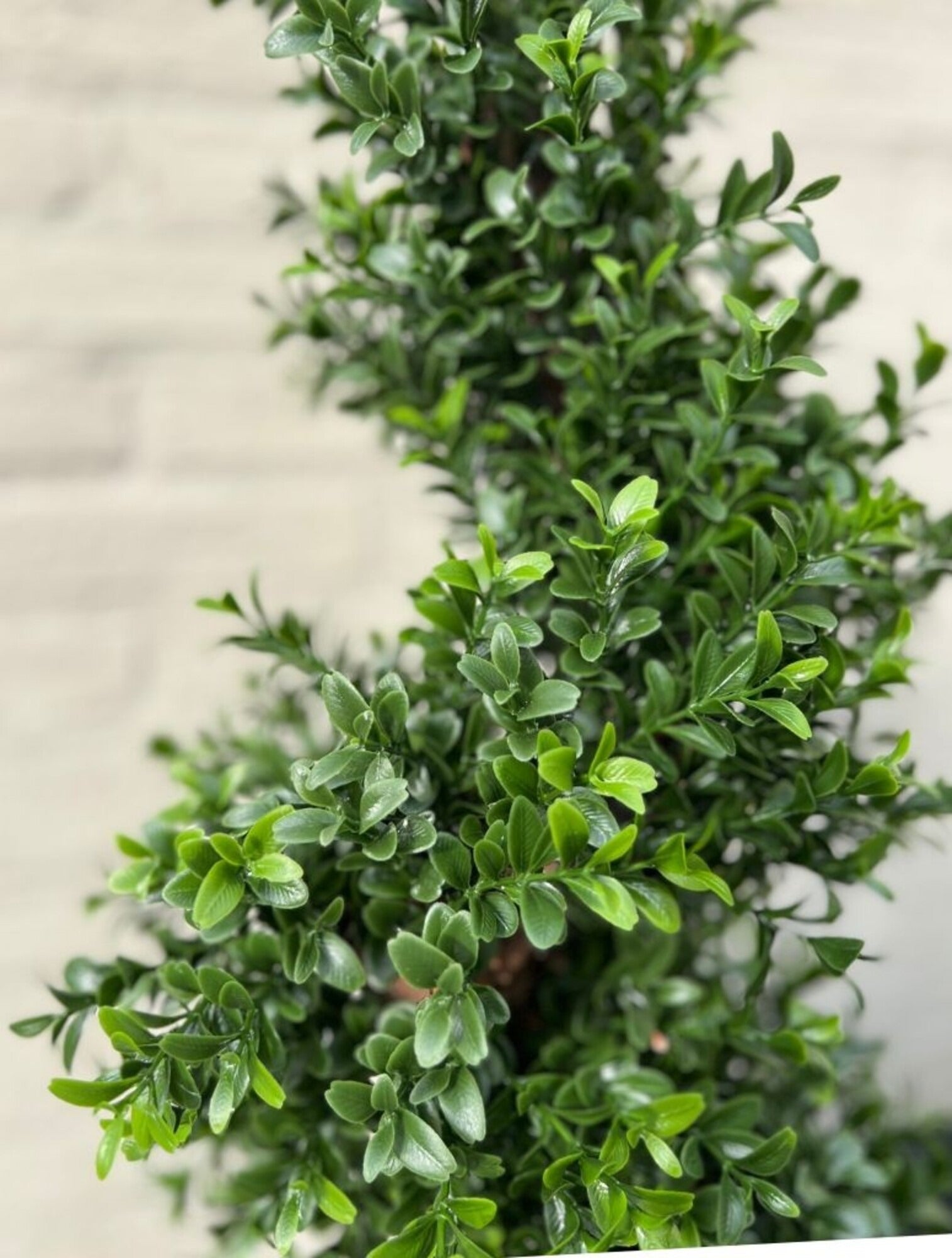 Kunst buxus Spiraalboom voor buiten 100 cm UV-bestendig 