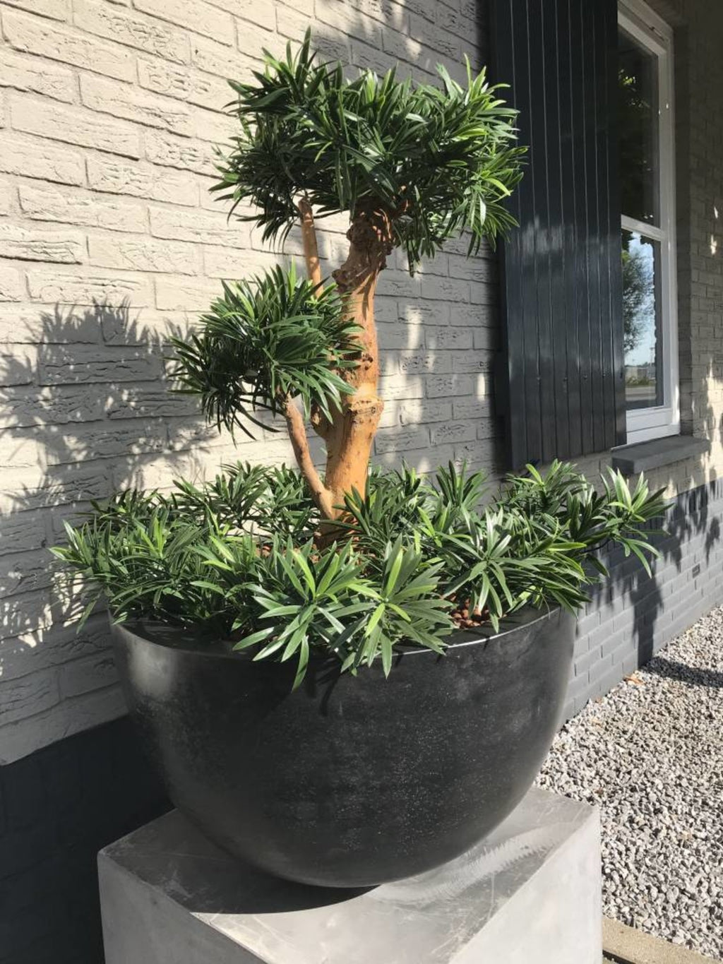 Kunstmatige Podocarpus-plant voor buiten op een echte houten stam van 70 cm met UV-bescherming.